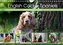 English Cocker Spaniels - Ein Spaziergang im Park (Wandkalender 2022 DIN A4 quer)