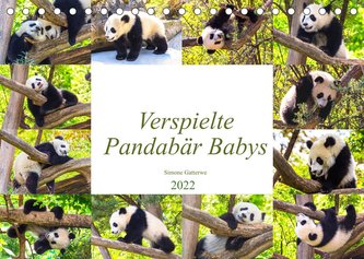 Pandabär Babys (Tischkalender 2022 DIN A5 quer)