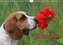 Beagle (Wandkalender 2022 DIN A4 quer)