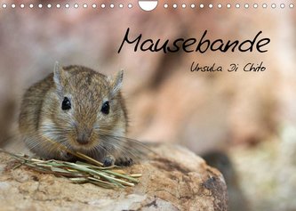 Mausebande (Wandkalender 2022 DIN A4 quer)