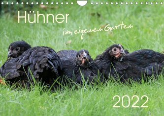 Hühner im eigenen Garten (Wandkalender 2022 DIN A4 quer)