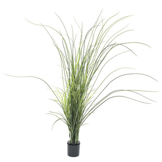 Rákos Europalms Výška 145 cm