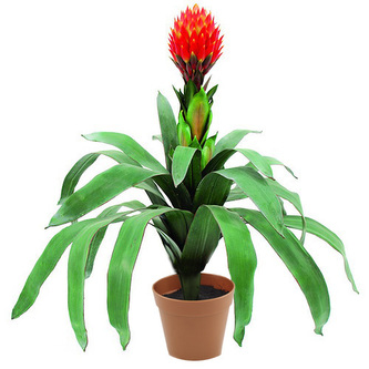 Bromélie Europalms s květem, výška 68 cm