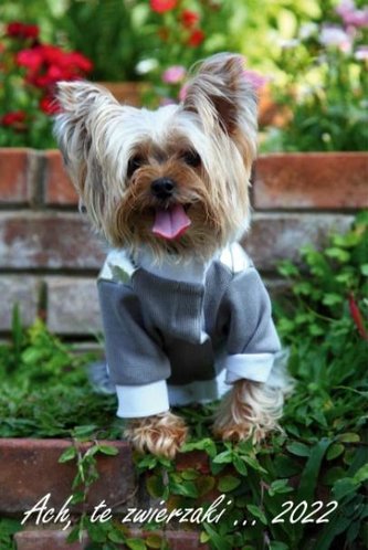 Kalendarz 2022 Ścienny wielopl. Ach, te zwierzaki