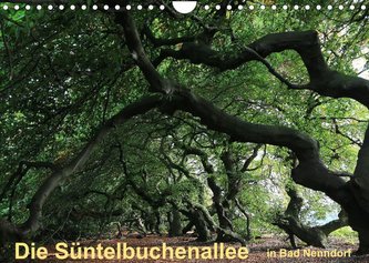 Die Süntelbuchenallee von Bad Nenndorf (Wandkalender 2022 DIN A4 quer)