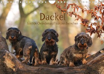 Dackel - lustige Gesellen auf kurzen Beinchen (Wandkalender 2022 DIN A4 quer)