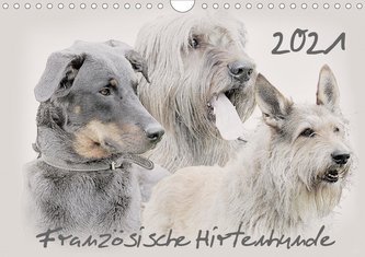 Französische Hirtenhunde 2021 (Wandkalender 2021 DIN A4 quer)