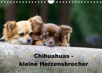 Chihuahuas - kleine Herzensbrecher (Wandkalender 2022 DIN A4 quer)