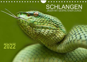 SCHLANGEN. JÄGER MIT GESPALTENER ZUNGE (Wandkalender 2022 DIN A4 quer)