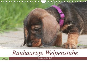 Rauhaarige Welpenstube (Wandkalender 2022 DIN A4 quer)