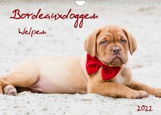 Bordeauxdoggen Welpen (Wandkalender 2022 DIN A4 quer)