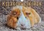 Meerschweinchen - so süß (Wandkalender 2022 DIN A4 quer)