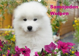 Samojeden Welpen (Wandkalender 2022 DIN A3 quer)