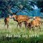Aux bois des cerfs (Calendrier mural 2022 300 × 300 mm Square)