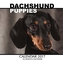 DACHSHUND PUPPIES CALENDAR 201