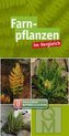 Farnpflanzen im Vergleich