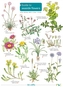 GUIDE TO SEASIDE FLOWERS