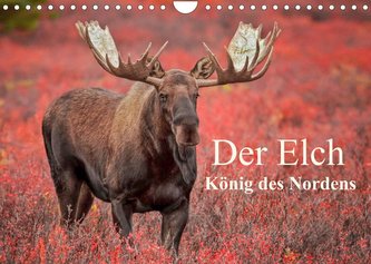 Der Elch - König des Nordens (Wandkalender 2022 DIN A4 quer)