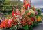 Blumenfest auf Madeira (Wandkalender 2022 DIN A3 quer)