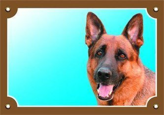 Farebná ceduľka Pozor pes, Nemecký ovčiak spredu