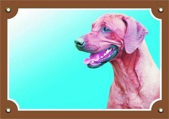 Barevná cedulka Pozor pes, Rhodéský ridgeback