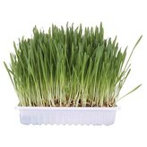 Tráva pre mačku v miske 100g TRIXIE