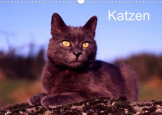 Katzen (Wandkalender 2022 DIN A3 quer)