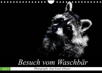 Besuch vom Waschbär (Wandkalender 2022 DIN A4 quer)