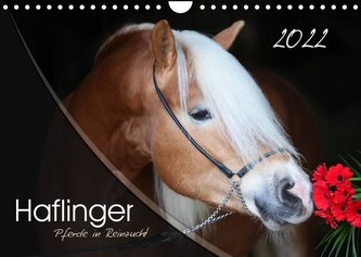 Haflinger-Pferde in Reinzucht (Wandkalender 2022 DIN A4 quer)