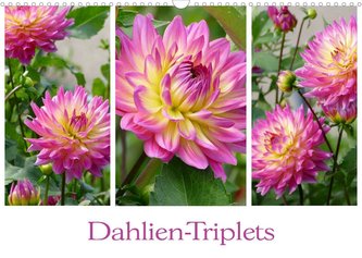 Dahlien-Triplets (Wandkalender 2022 DIN A3 quer)