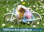 Meerschweinchen. Geliebte Nager (Wandkalender 2022 DIN A4 quer)