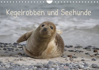 Kegelrobben und Seehunde (Wandkalender 2022 DIN A4 quer)