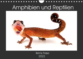 Amphibien und Reptilien (Wandkalender 2022 DIN A4 quer)
