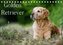 Golden Retriever (Tischkalender 2022 DIN A5 quer)