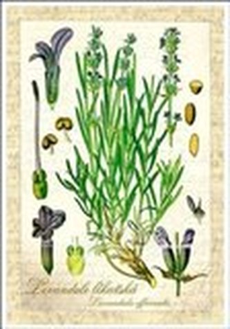 Pohlednice - Levandule lékařská