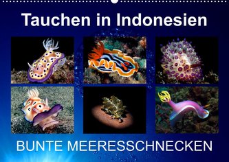 Tauchen in Indonesien - BUNTE MEERESSCHNECKEN (Wandkalender 2022 DIN A2 quer)