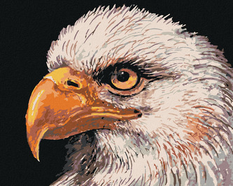 Malování podle čísel - OREL BĚLOHLAVÝ - 80x100 cm, bez rámu a bez vypnutí plátna