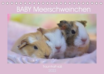 BABY Meerschweinchen Traumhaft süß (Tischkalender 2022 DIN A5 quer)