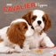 Cavalier King Charles Spaniel Puppies 2022 Square