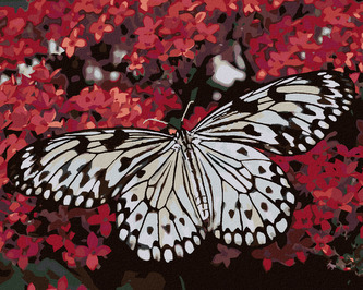 Malování podle čísel - BÍLÝ MOTÝL A ČERVENÉ KVĚTINY - 80x100 cm, bez rámu a bez vypnutí plátna