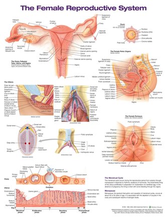 The Female Reproductive System Anatomical Wall Chart Laminated
