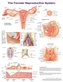 The Female Reproductive System Anatomical Wall Chart Laminated