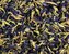 Modrý čaj Clitoria ternatea - 50 g