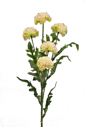 Tagetes 67 cm, žíhaný