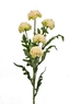 Tagetes 67 cm, žíhaný