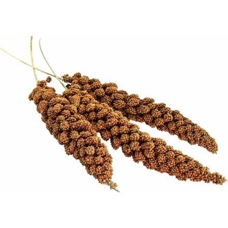 Senegalské proso v klase 100 g - AVICENTRA