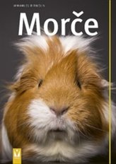 Morče