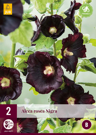 Karta - Proskurník topolovka růžová ROSEA NIGRA (2 hlízy) "B"