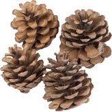 Dekorace - Blue pine 4 ks