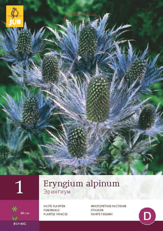 Karta - Eryngium ALPINUM (1 hlíza) "B"
